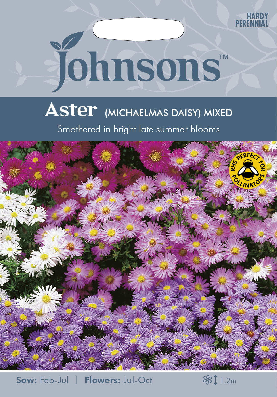 Fræ Aster (Michaelmas Daisy) Mixed