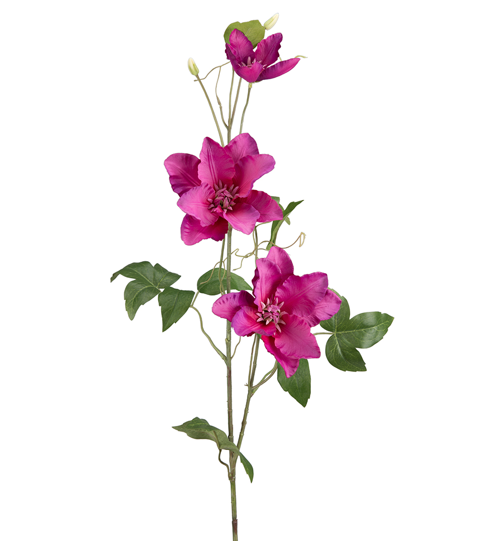 Gerviblóm Clematis 85cm