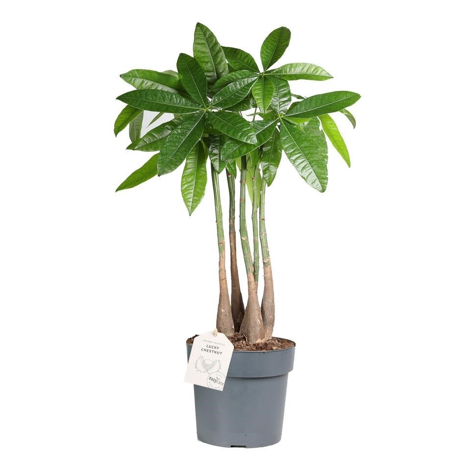 Pachira Aquatica í 17cm potti