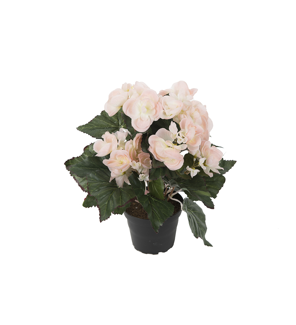 Gervi Begonia bleik í pt. 28cm