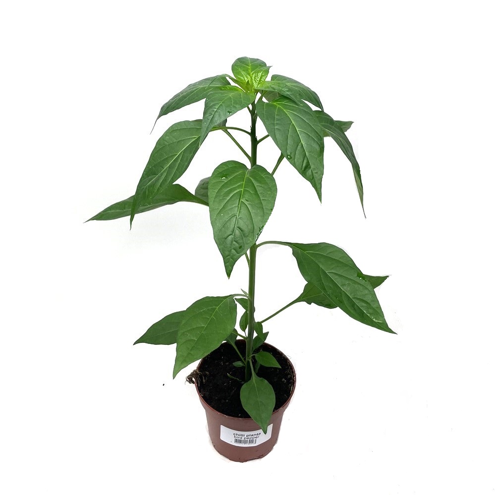 Chiliplanta 'Thailand'