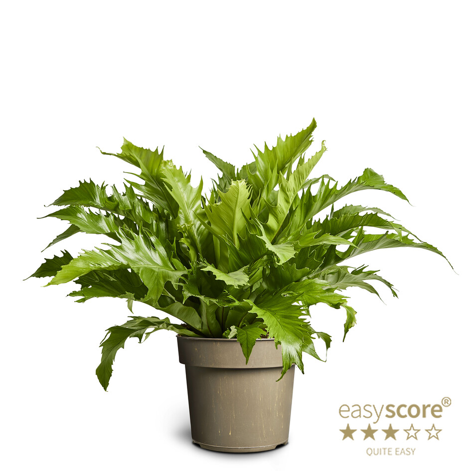 Aplenium Nidus/Hreiðurburkni í 17cm  potti