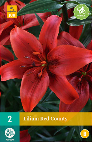 Lilium Red Country 2stk. 14/16