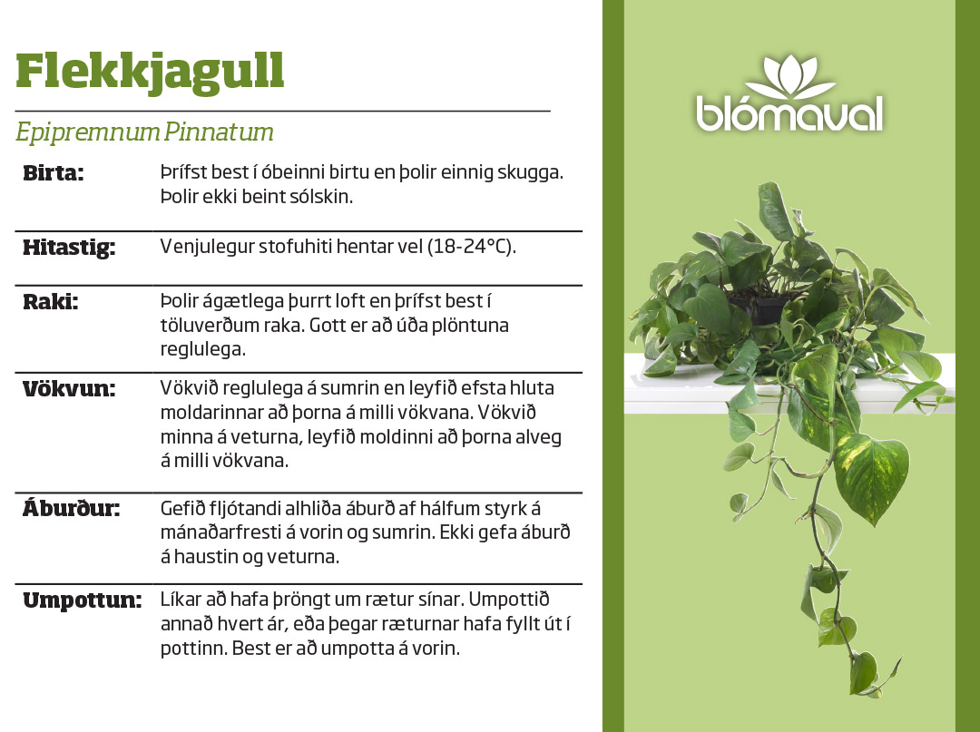 Epipremnum Pinnatum/Flekkjagull í 12cm pt.