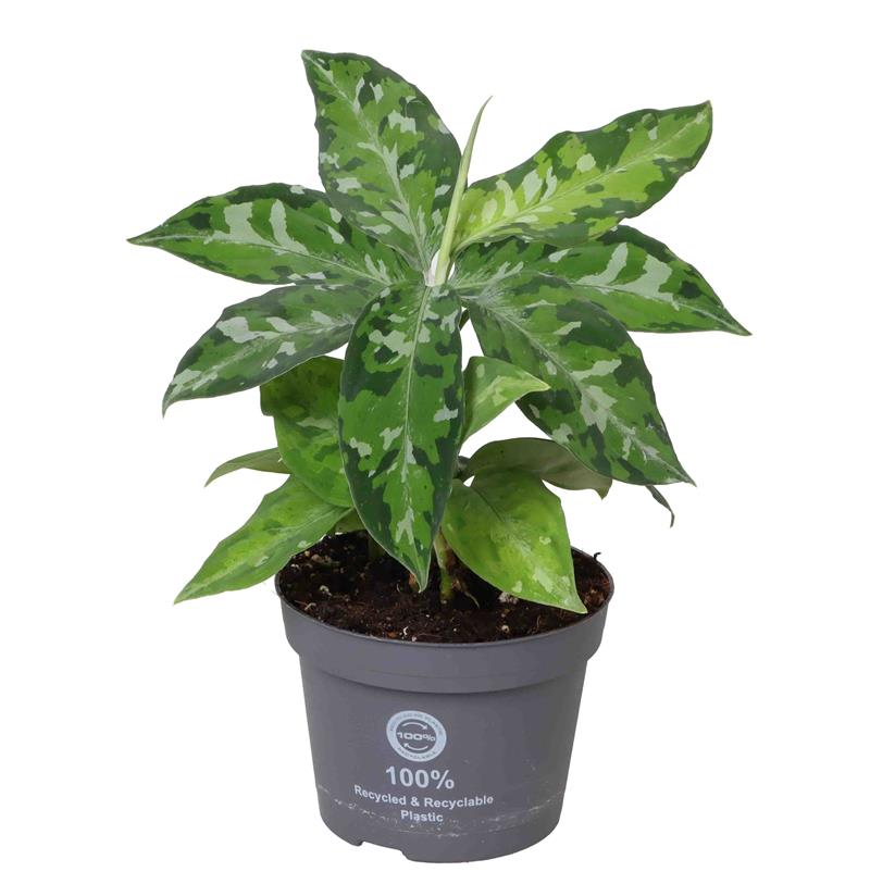 Aglaonema Commutatum/Silfurflekka í 10,5cm potti