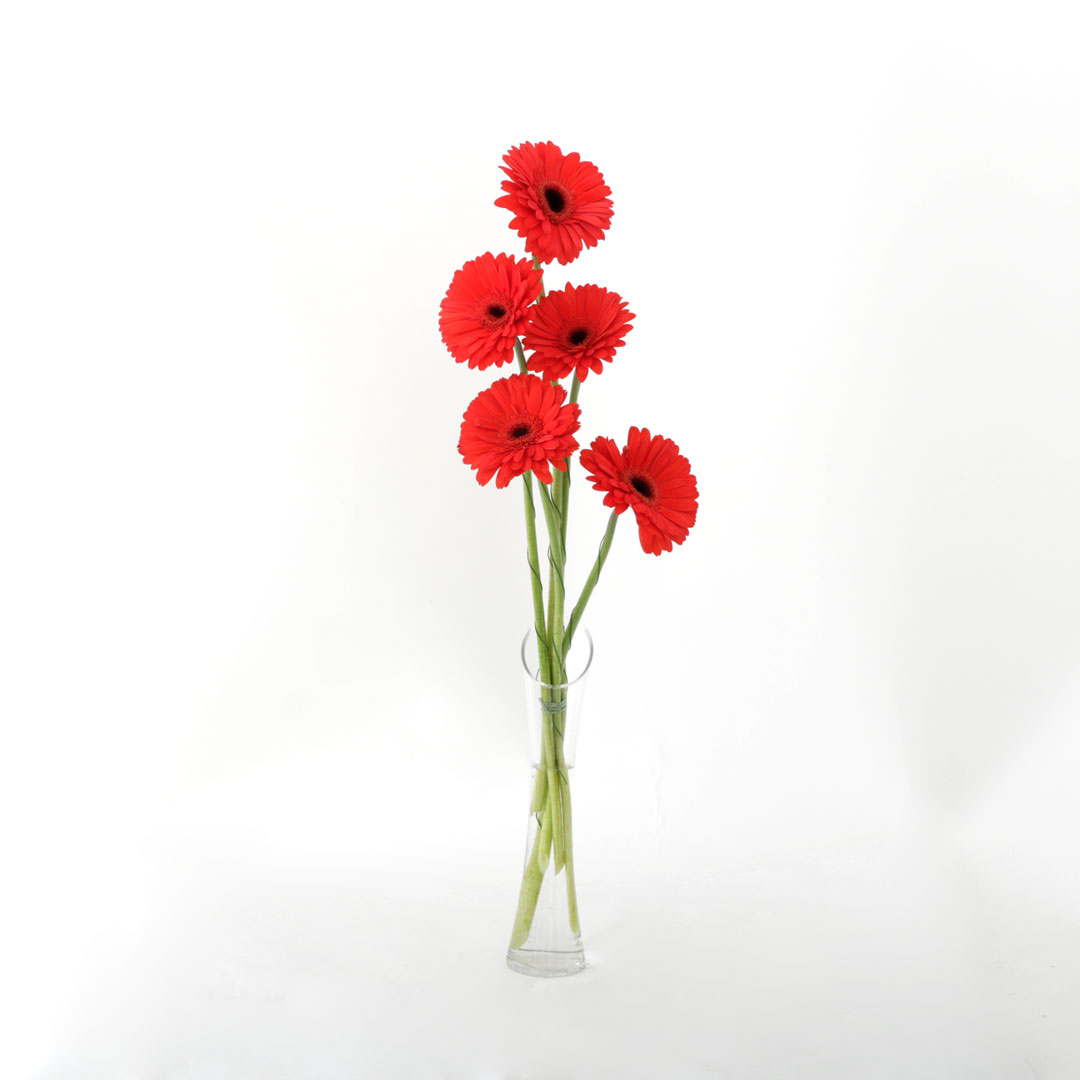 Gerberur rauðar 5stk.