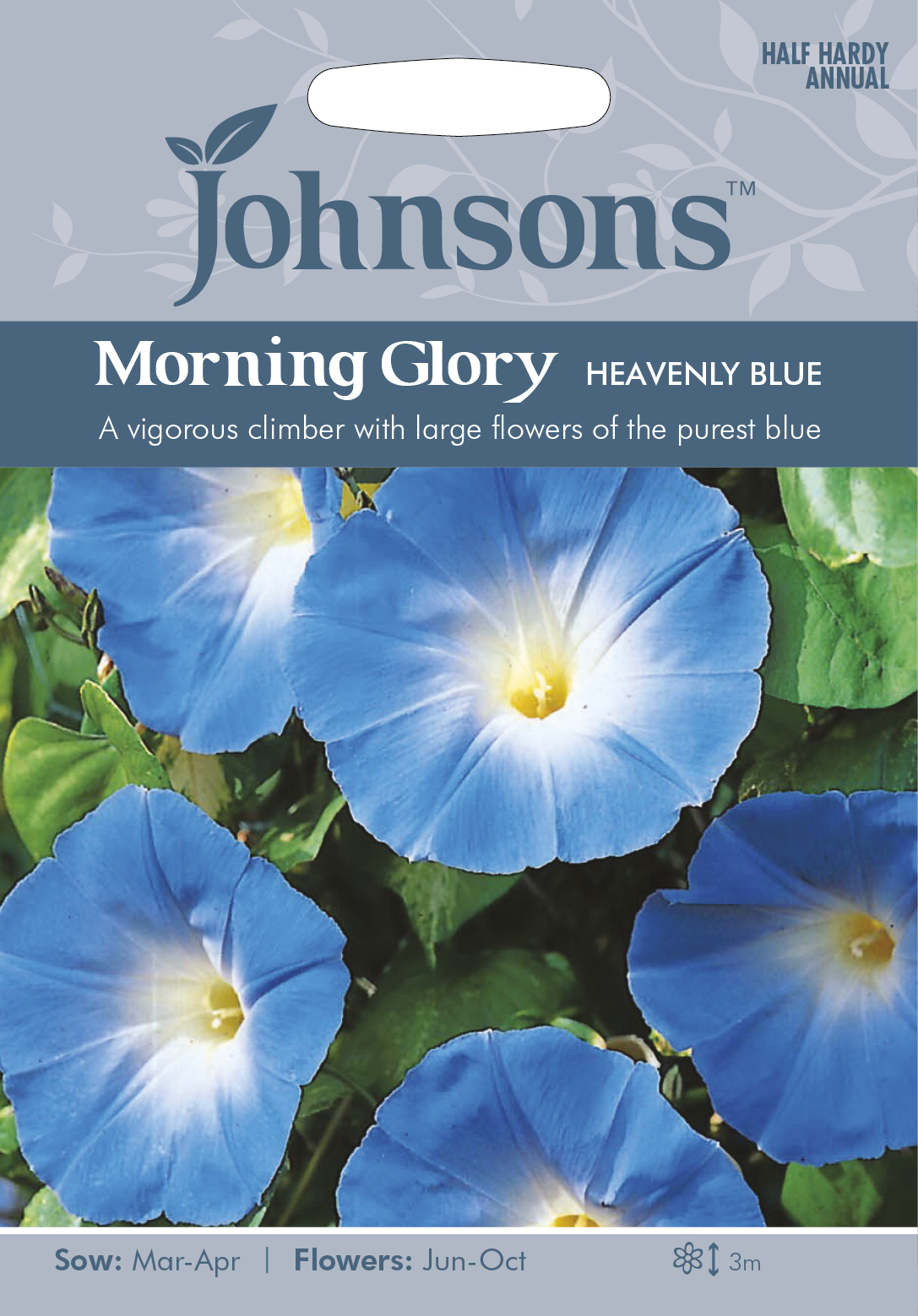 Fræ Morning Glory Heavenly Blue
