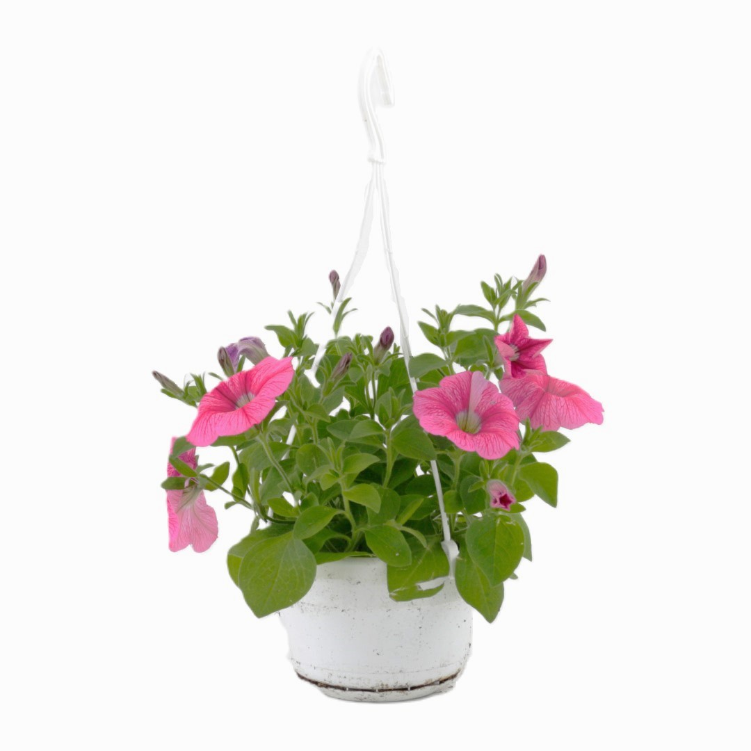 Petunia x Atkinsiana / Tóbakshorn