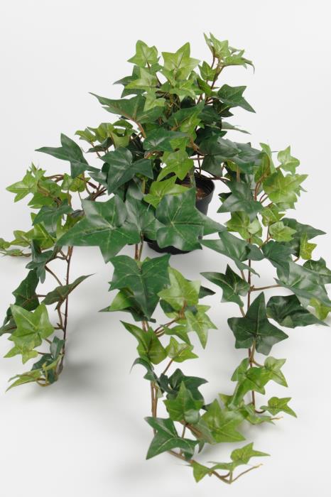 Gervi Hedera Helix/Bergflétta í pt. 60cm