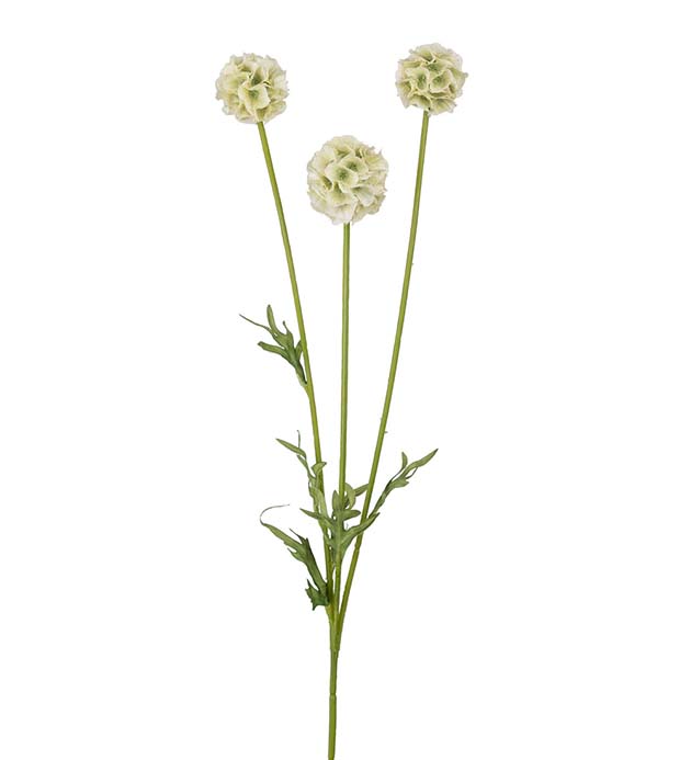 Gervi Scabiosa 60cm græn