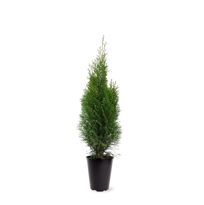 Thuja occ./Kanadalífviður Smaragd í 21cm potti