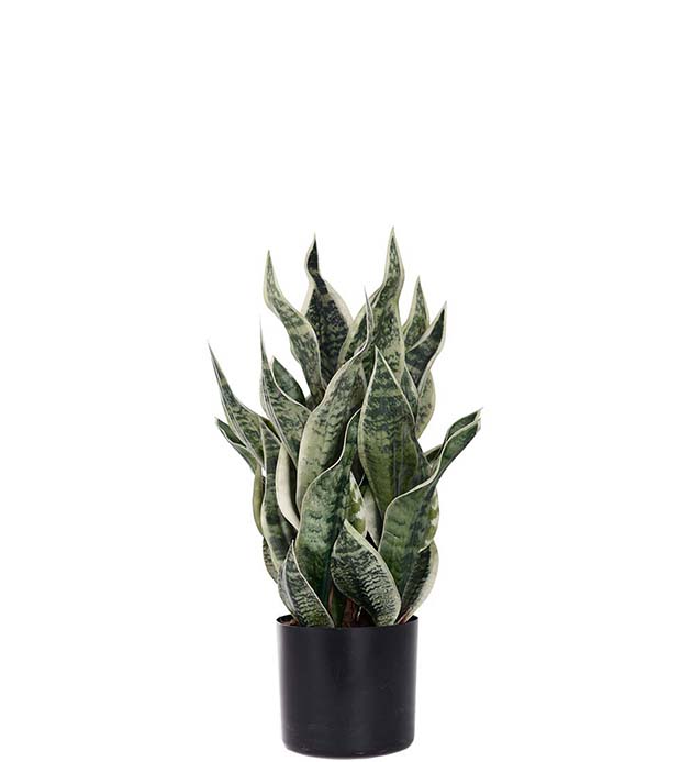 Gervi Sansiveria í potti h60cm
