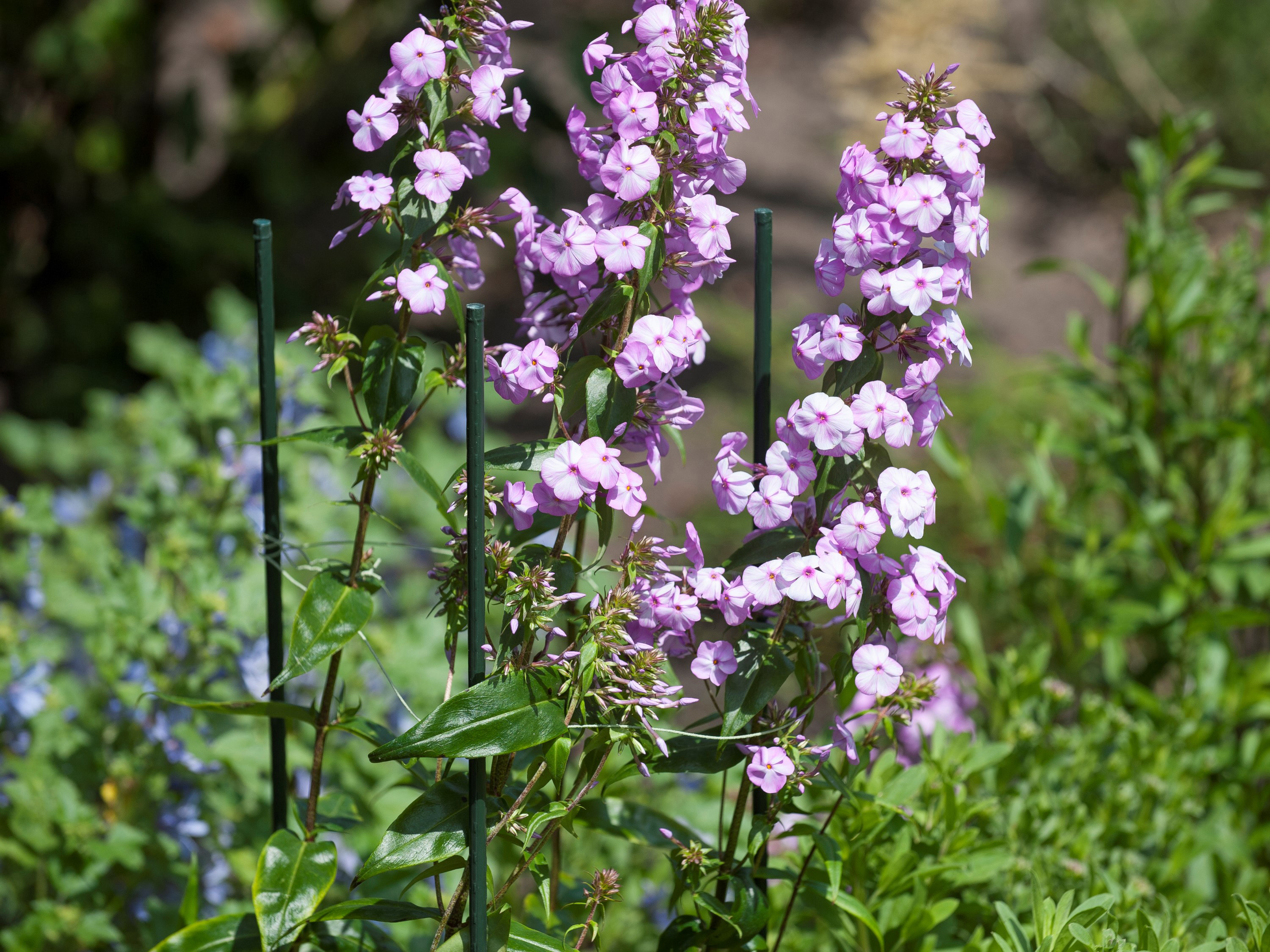 Plöntustoð 180cm*11mm