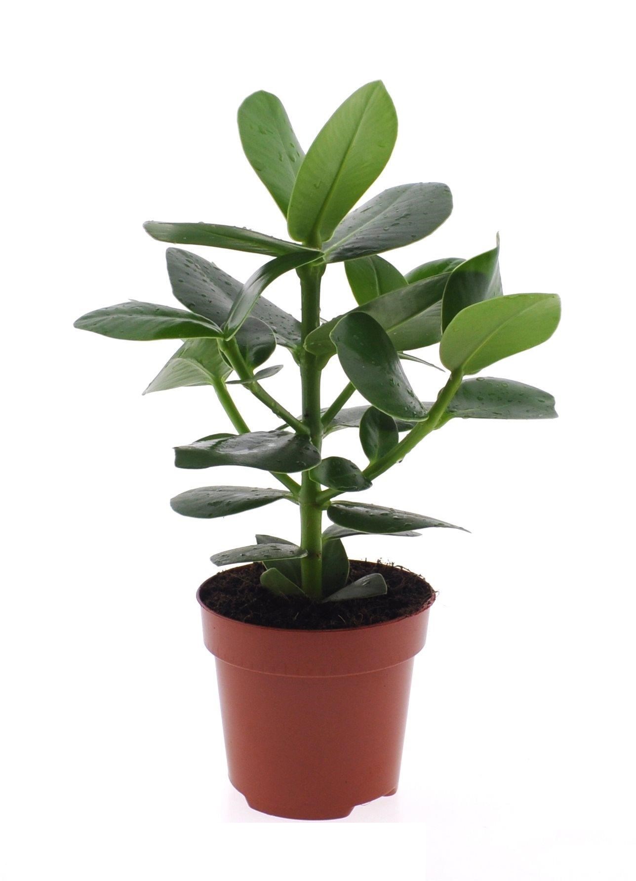 Clusia rosea Princess í 12cm potti