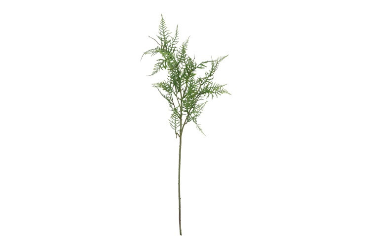 Gervi Asparagus grein 82cm