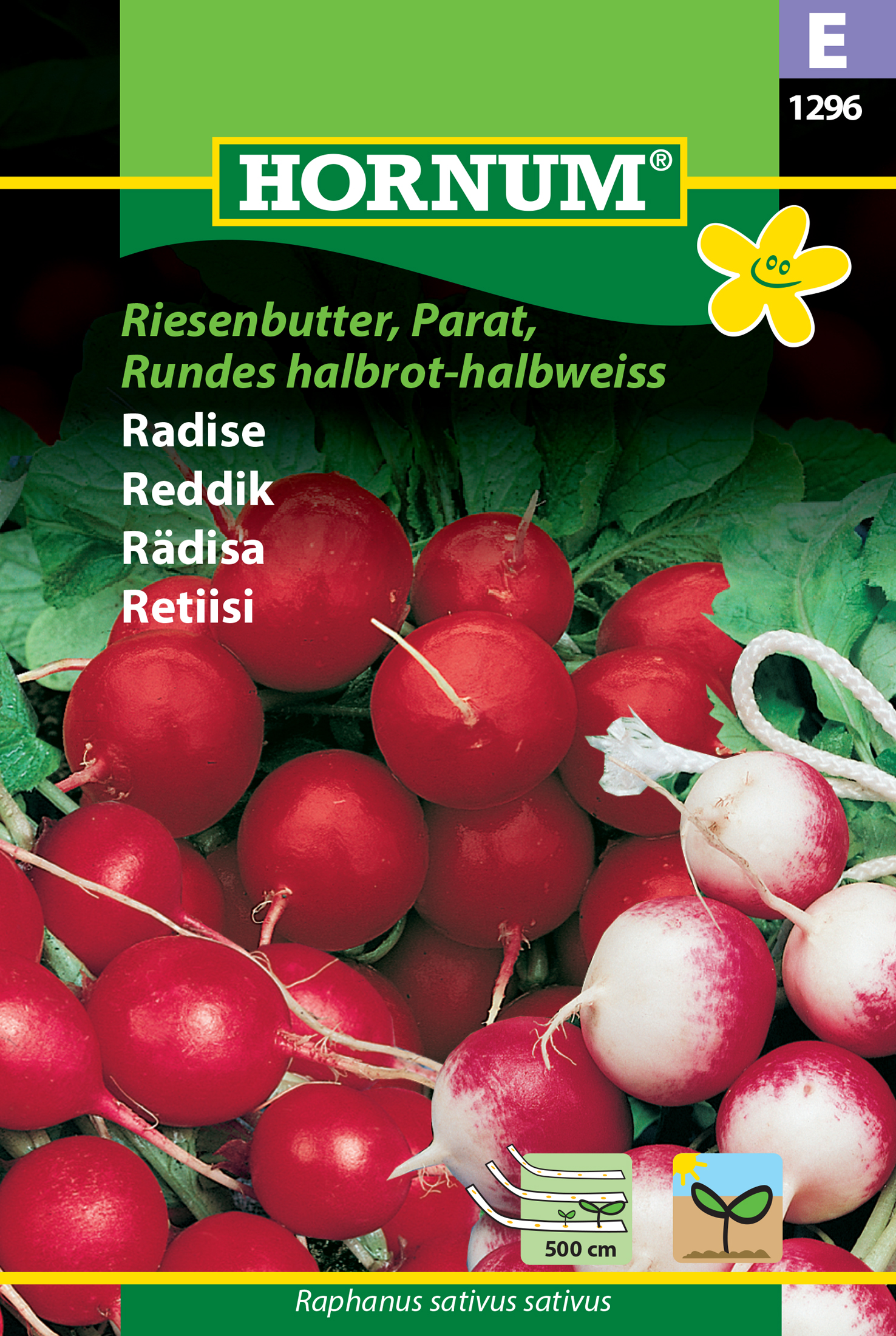 Fræ Radísur Rapahnus sativus sativus Riesenbutter parat rund