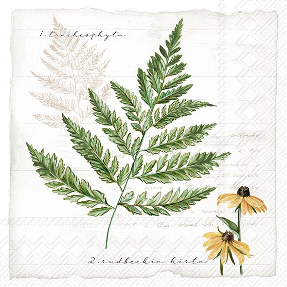 Servíettur 'My Little Fern' 33*33cm 20stk. krem