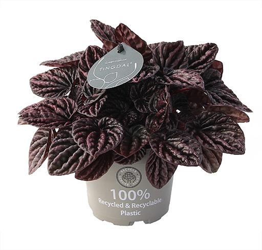 Peperomia Caperata/Smaragðskott 'Red Luna' í 11cm pt.