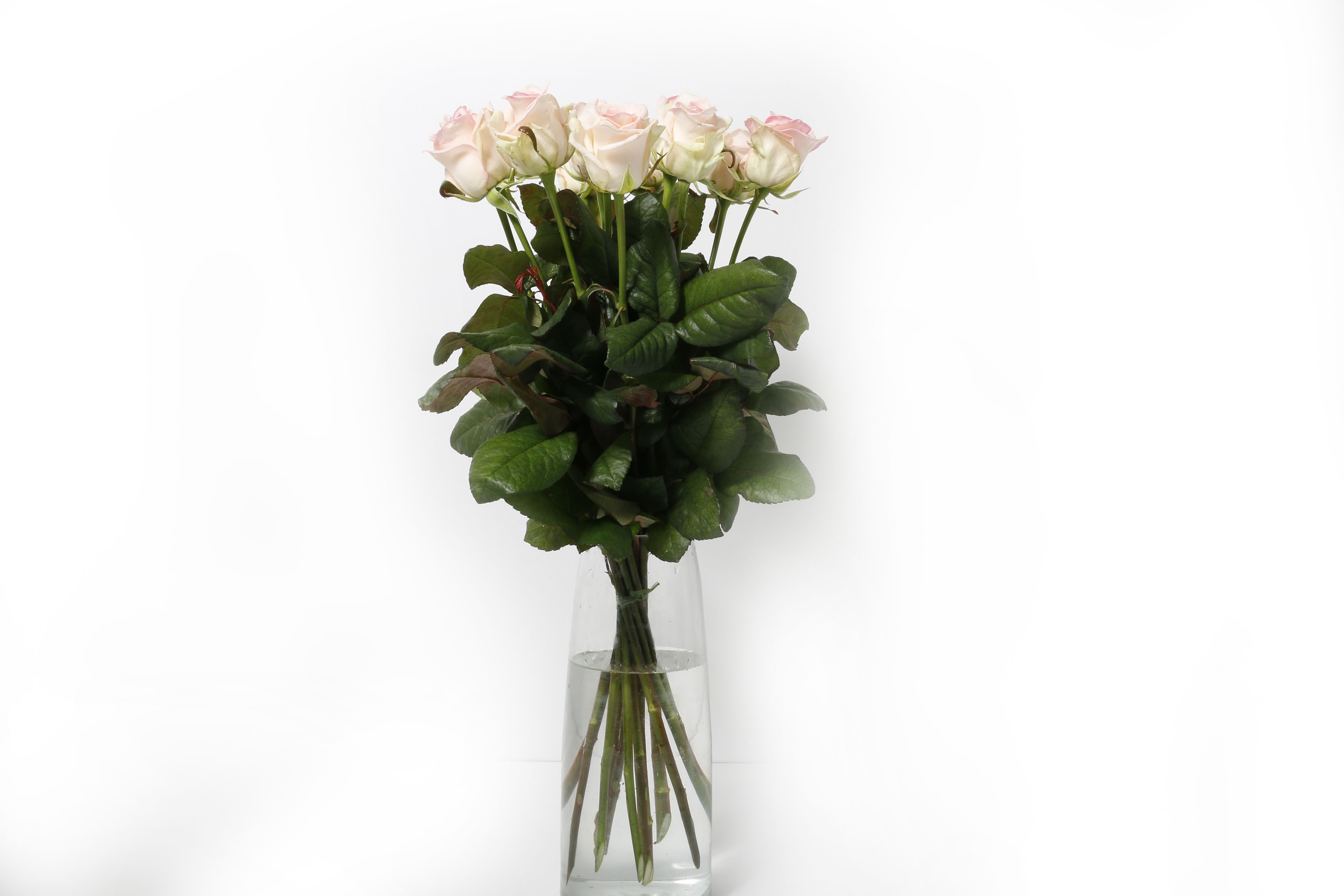 Rósir bleikar 60cm 12stk.