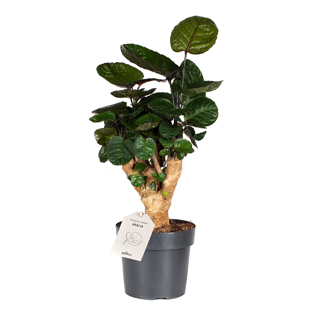 Polyscias í 19cm pt.