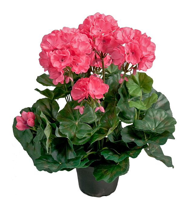 Gervi Geranium dökkbleik í potti 35cm