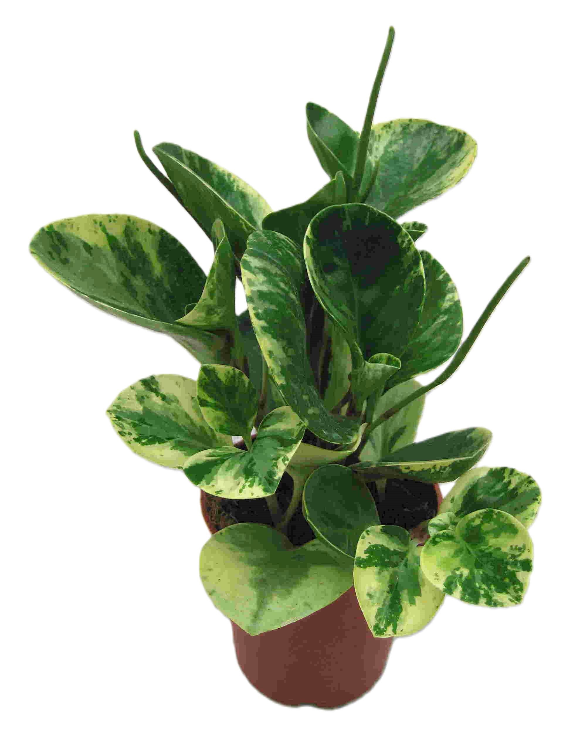 Peperomia Mix í 11cm pt.