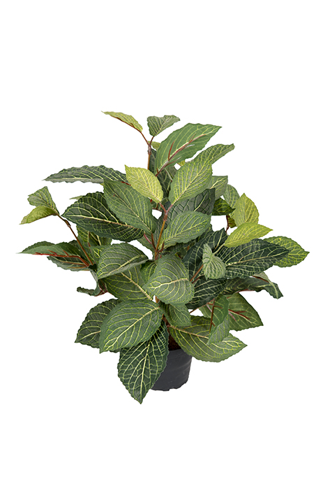 Gervi Taugaplanta/Fittonia 40cm