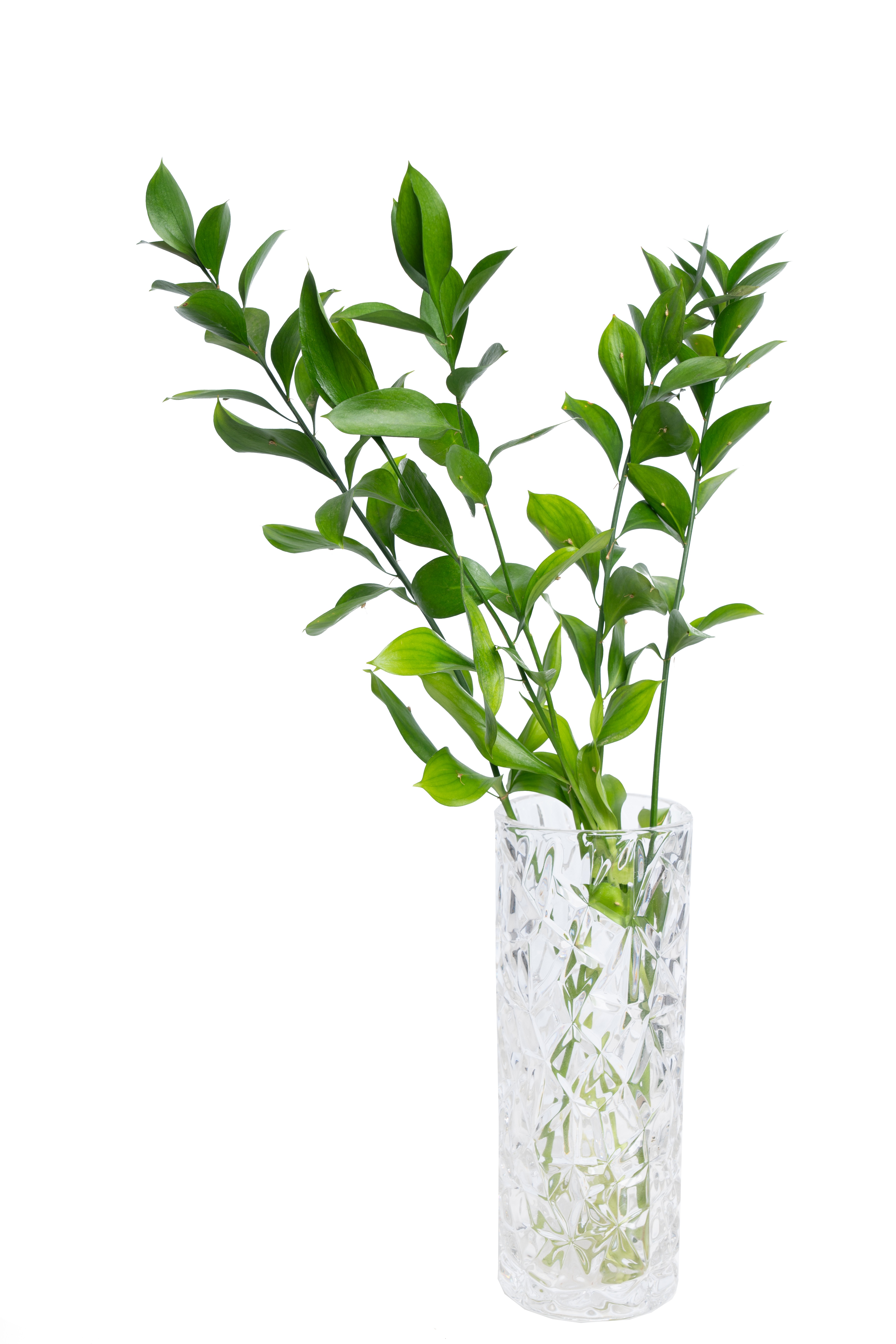 Blóm á betra verði - Ruscus