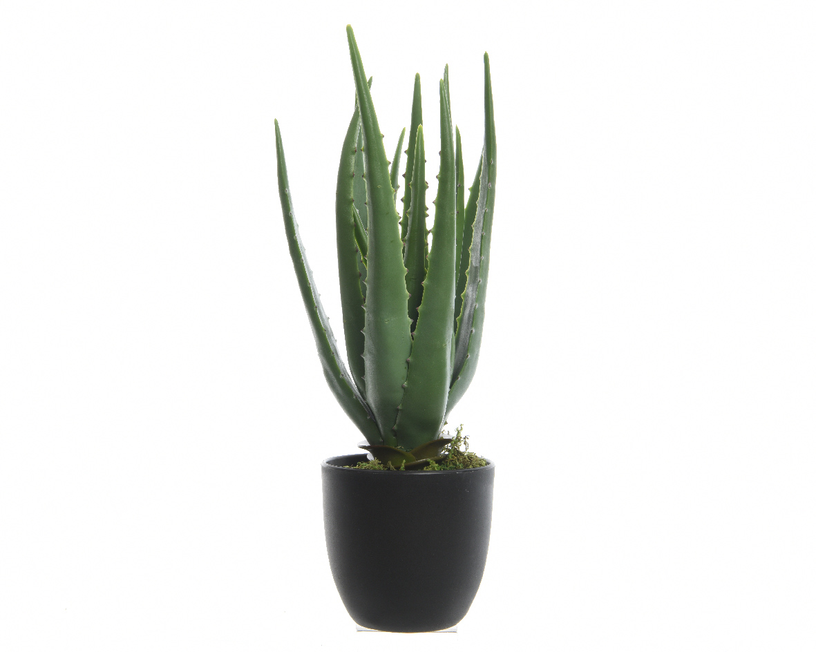 Gervi aloe vera í potti 25*h35cm