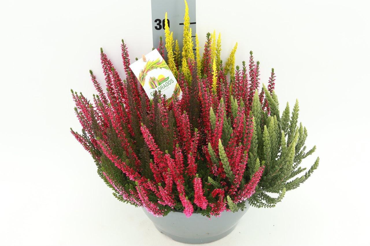 Calluna vulgaris Beauty lady Colorado Lights í 23cm potti