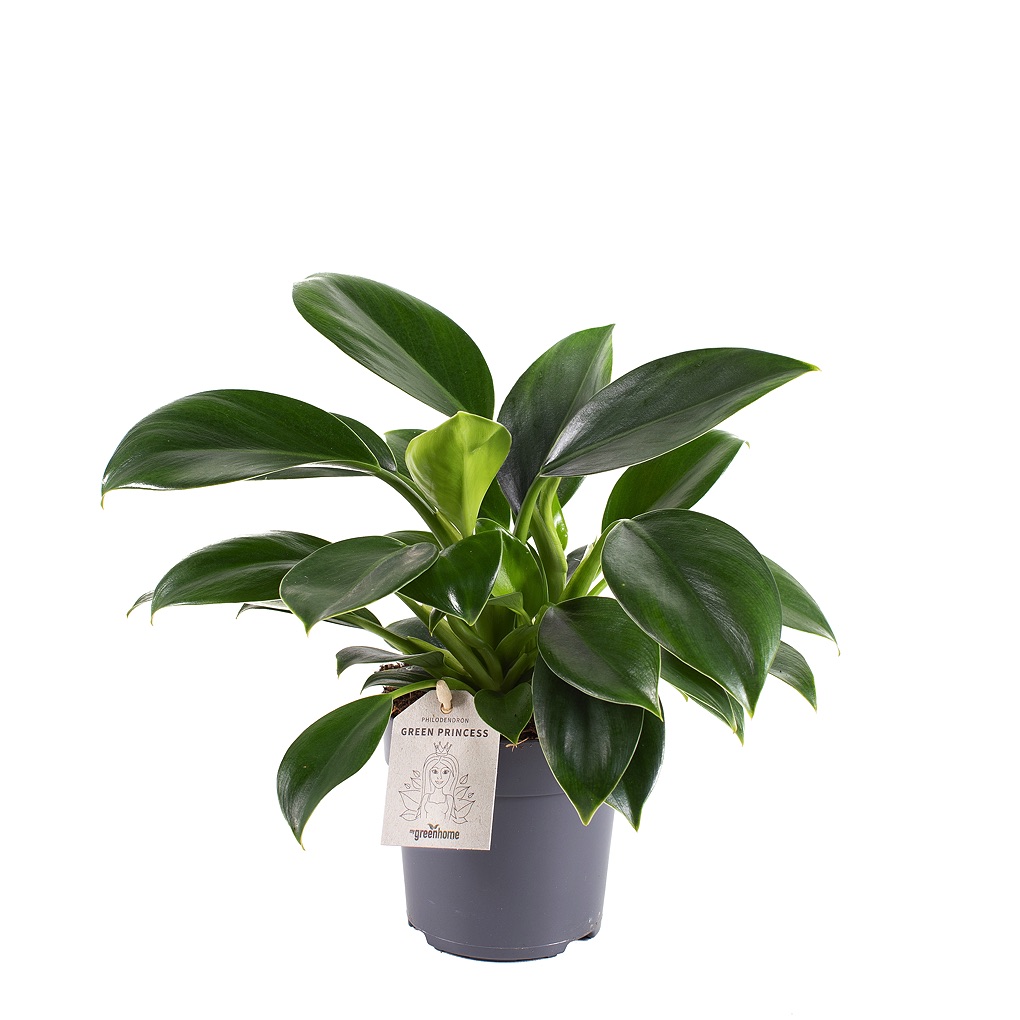 Philodendron Erubescens/Kærleiksklifurjurt í 11cm pt.