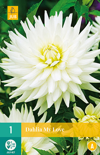 Dahlia My Love 1stk.