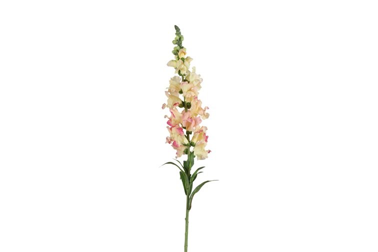 Gervi Antirrhinum majus 92cm bleikt