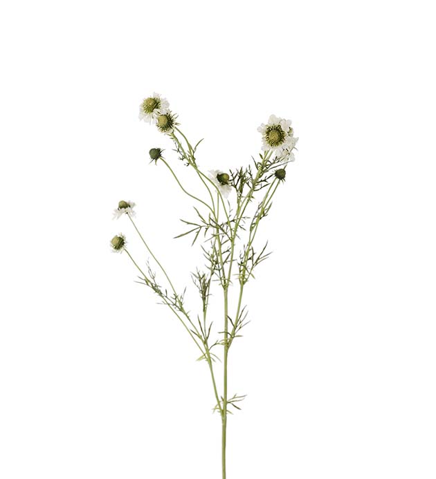 Gervi Scabiosa 120cm hvítt
