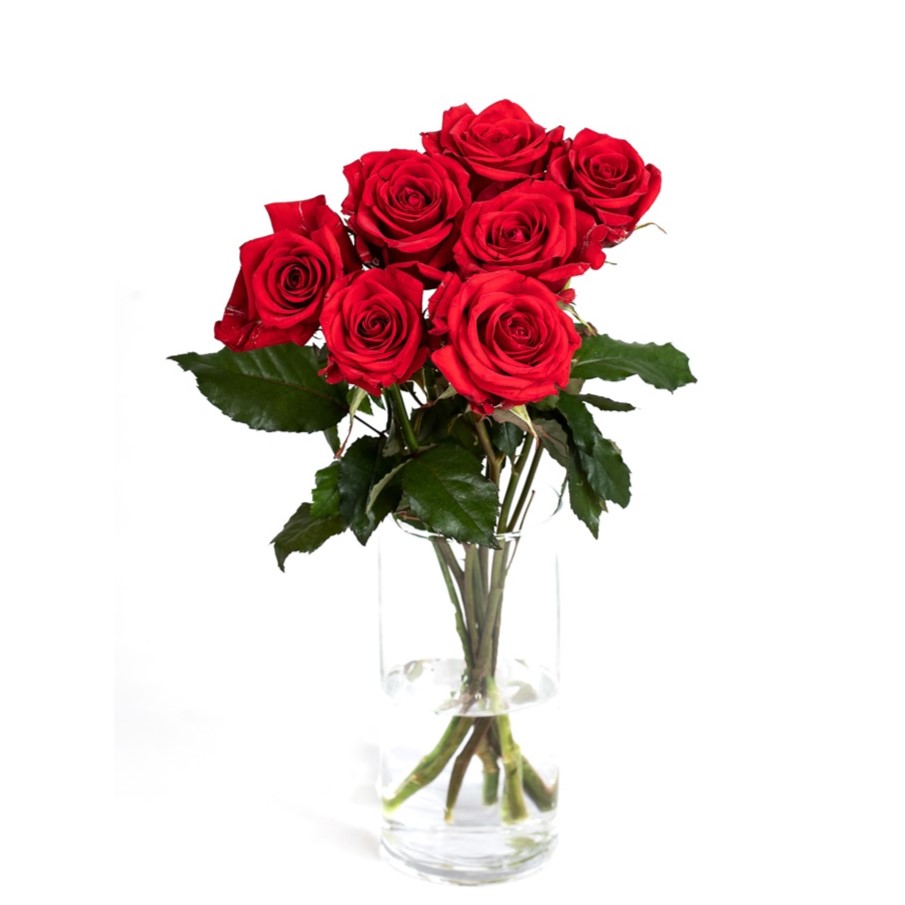 Stuttar rauðar rósir 7 stk