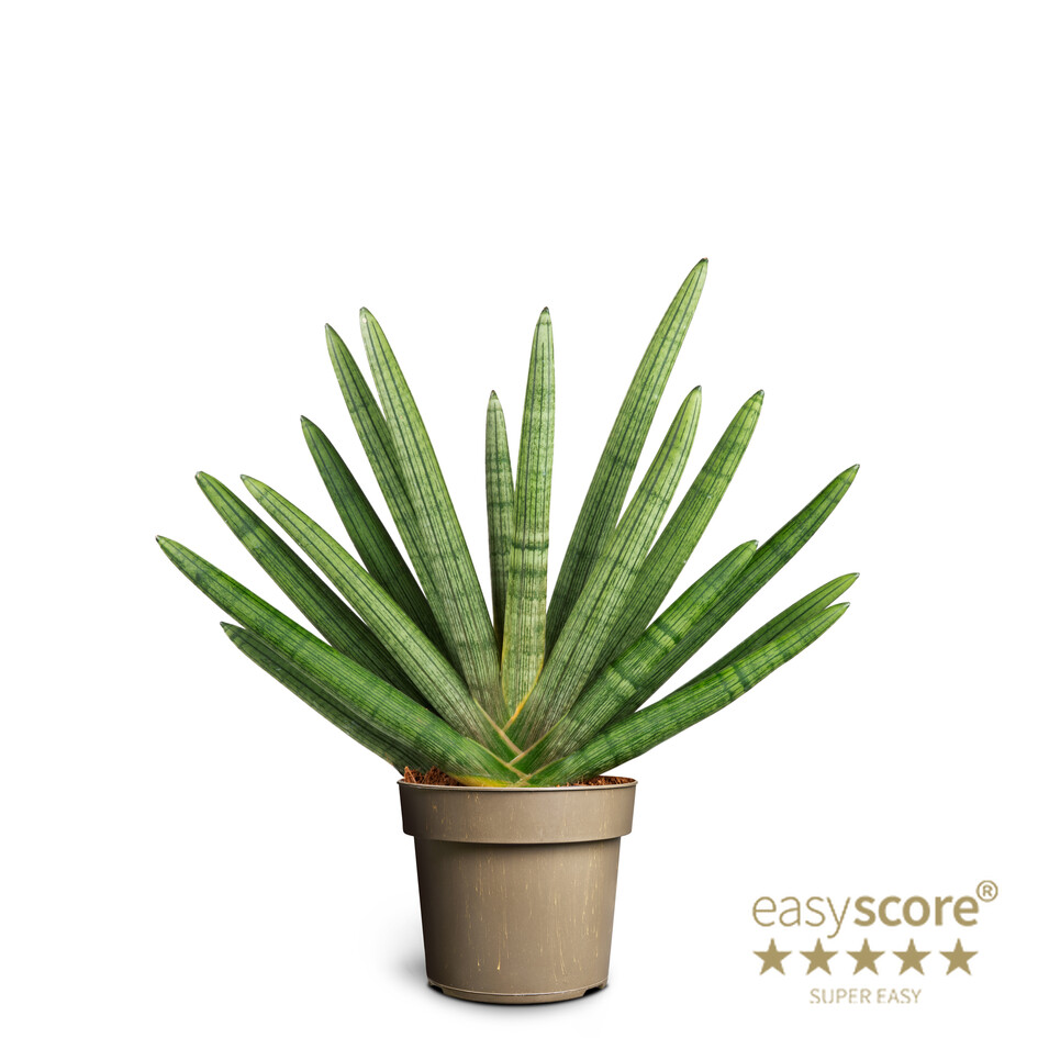 Sansevieria Boncellensis í 17cm potti