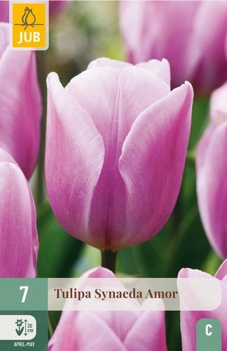 Tulips Synaeda Amor 7stk. 11/12