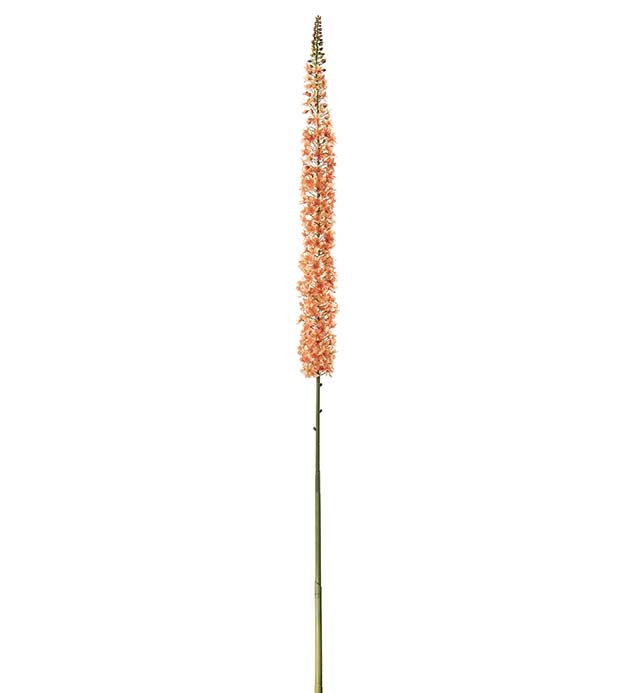 Gervi Eremurus orange