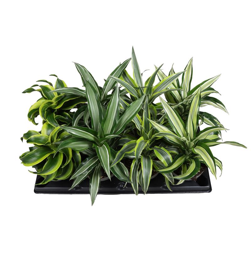 Dracaena Draco/Drekablóðstré í 12cm potti
