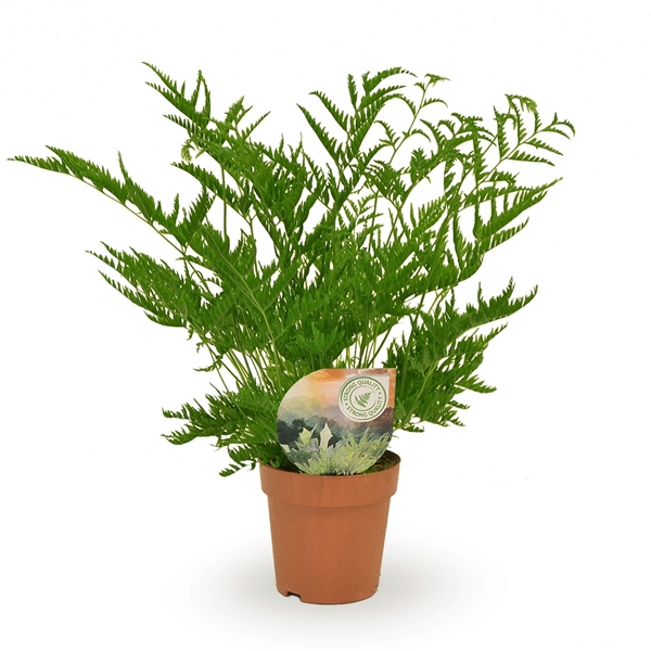 Pteris cretica/Vængburkni Straminea í 12cm potti