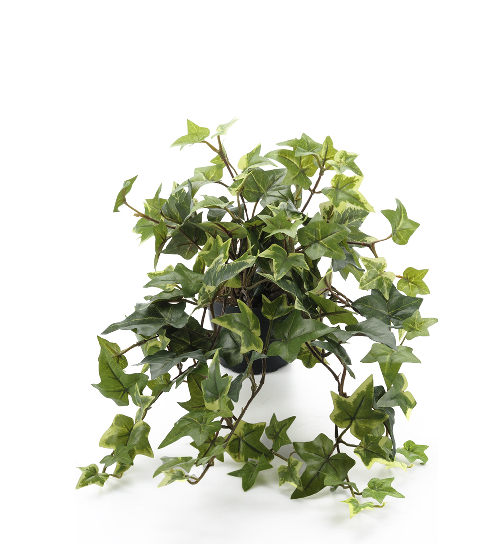 Gervi Ivy/Bergflétta 30cm