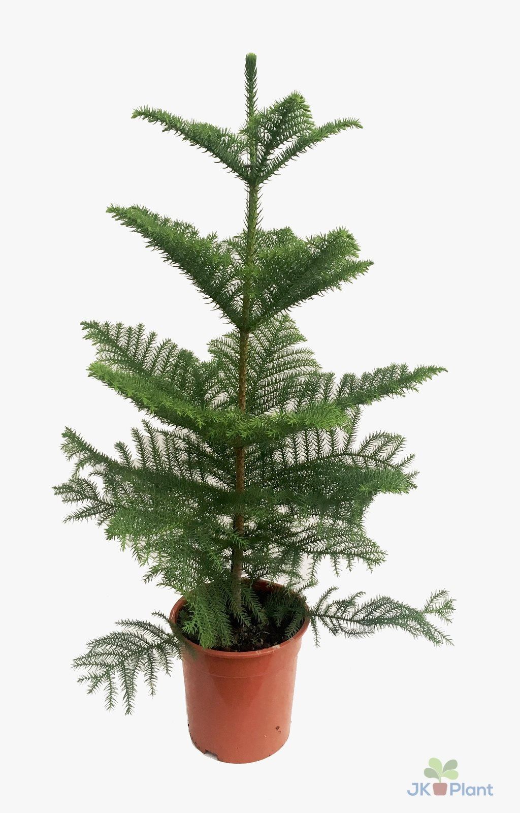 Araucaria Heterophylla/Stofugreni í 21cm pt.