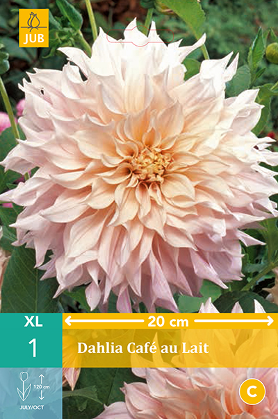 Dahlia Café Au Lait