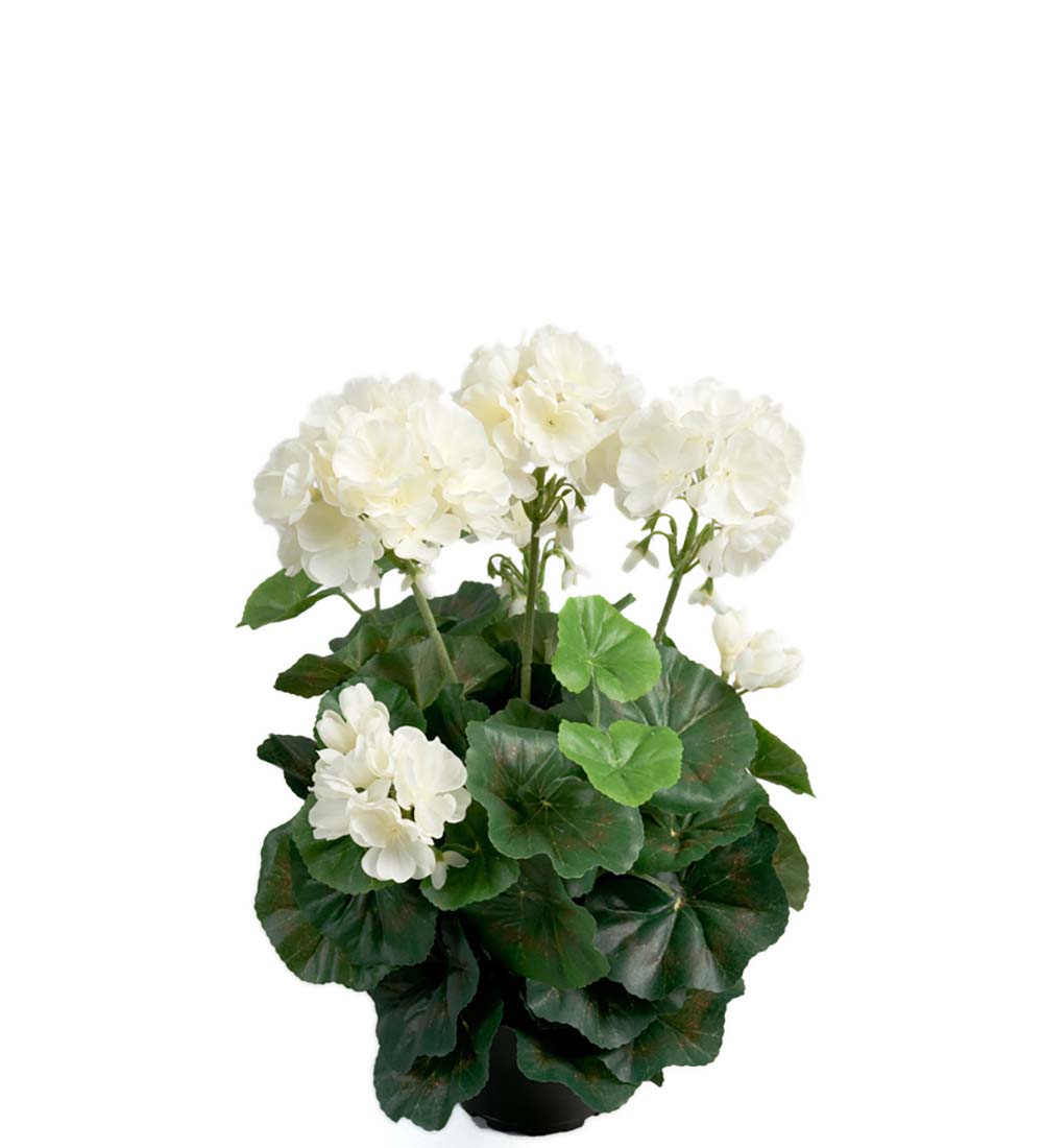 Gervi Pelargonia 35cm hvít í potti