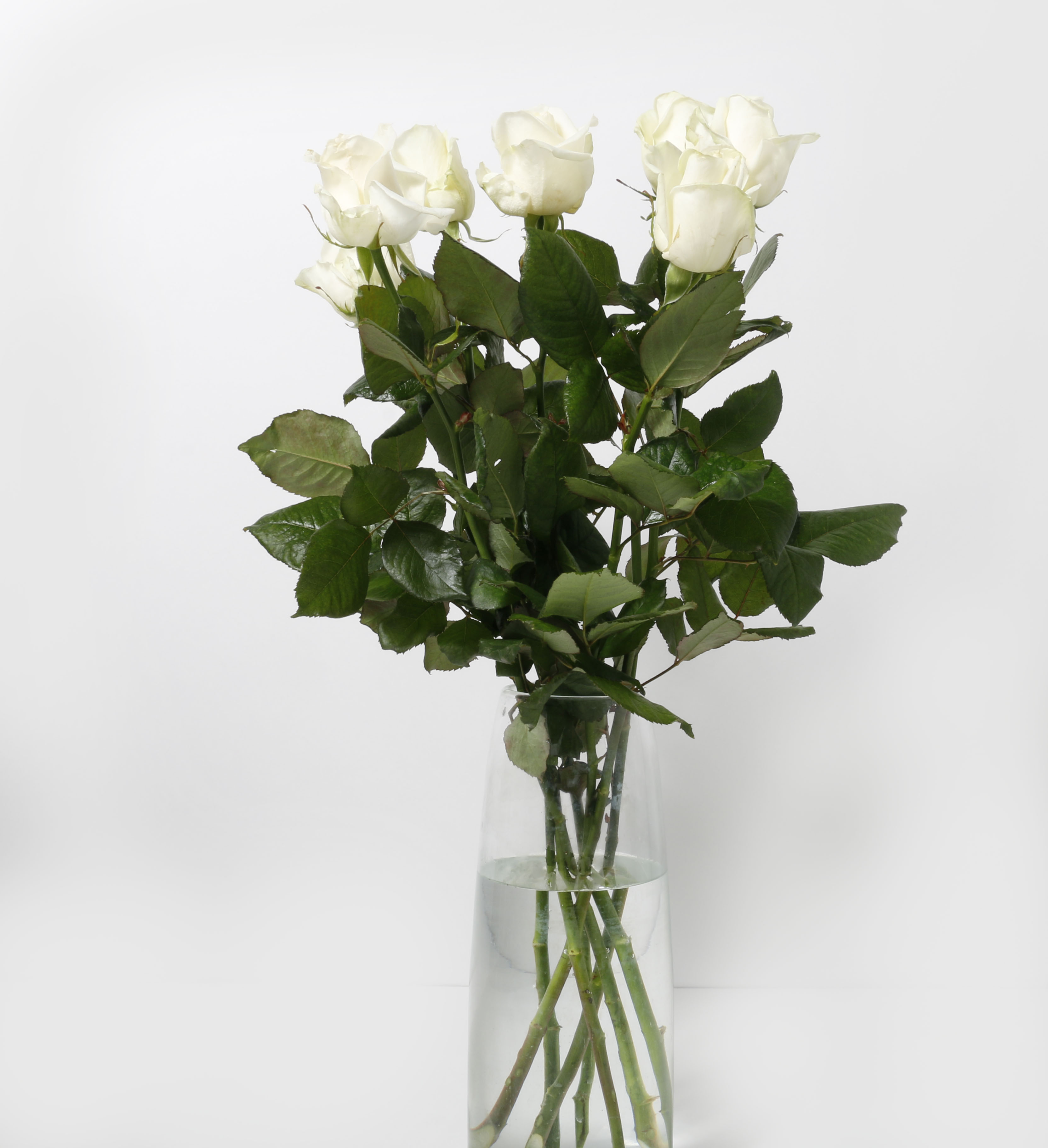 Rósir hvítar 60cm 7stk.