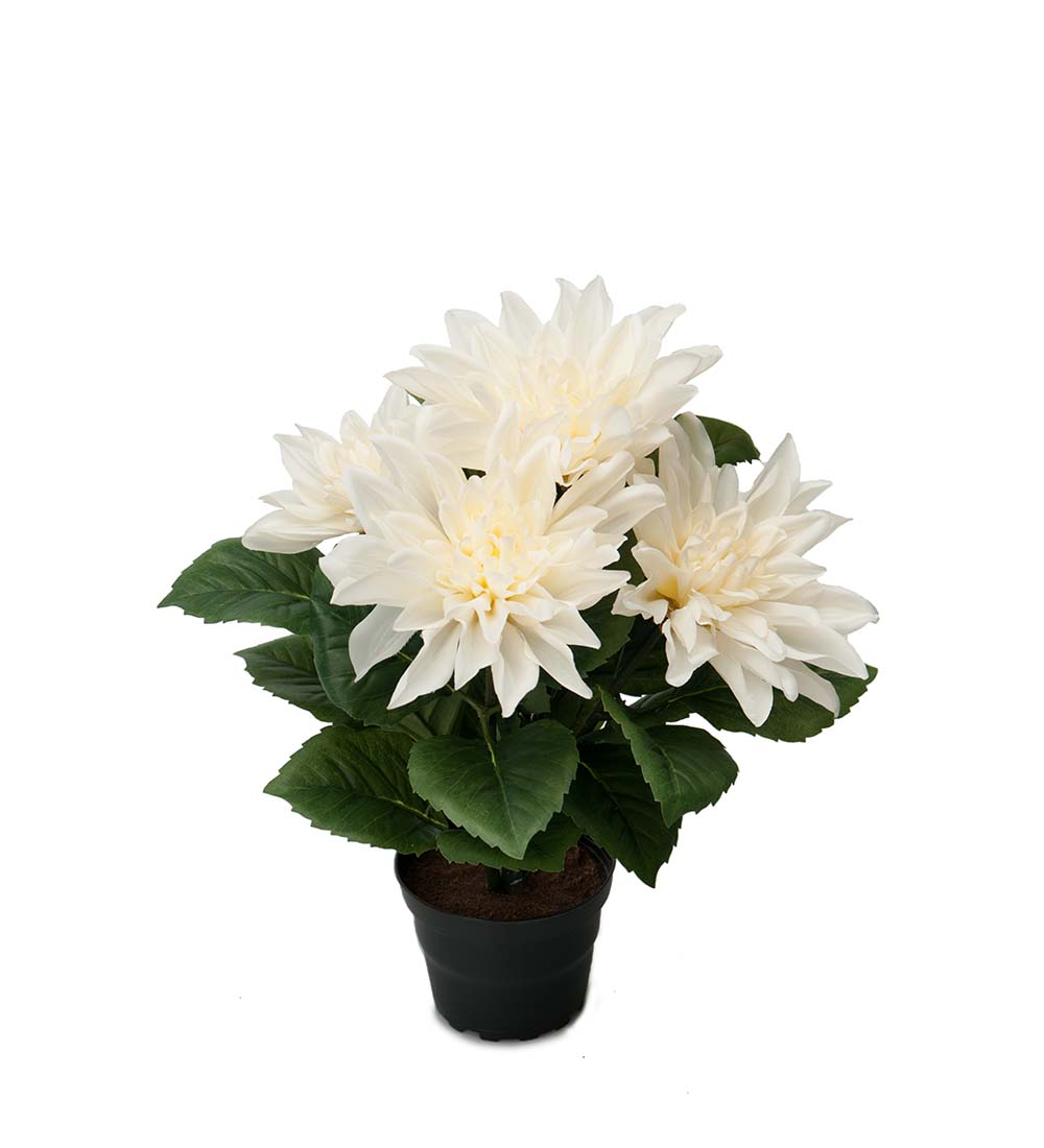 Gervi Dahlia 30cm í potti