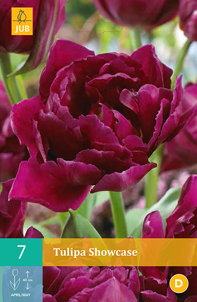 Tulipa Showcase 7stk. 11/12