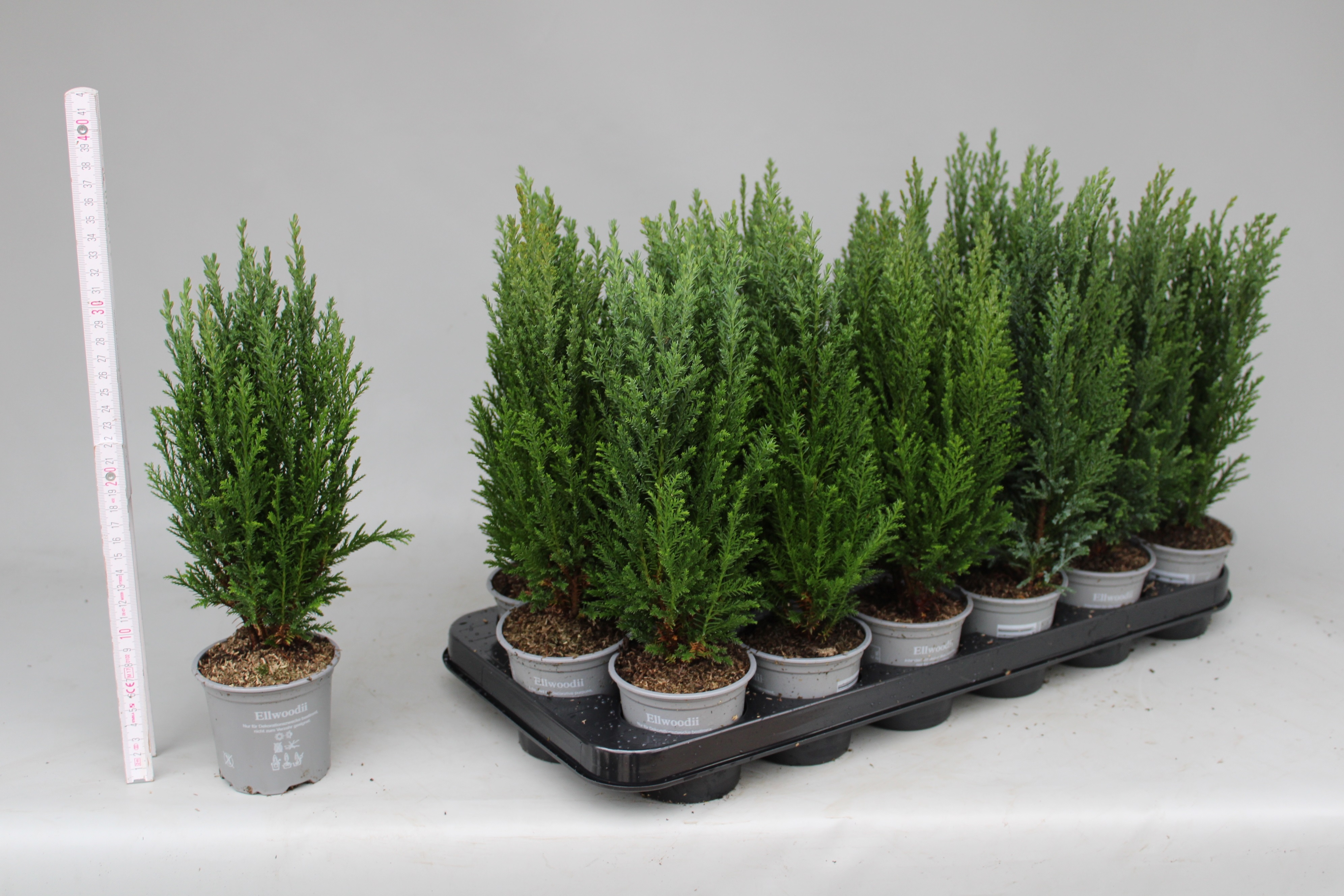 Chamaecyparis lawsoniana/Fagursýprus Ellwoodii í 9cm potti