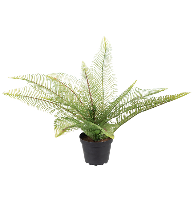 Gervi Burkni Ormbunke 30cm