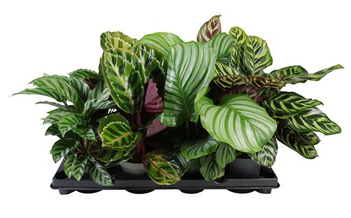 Calathea ýmsar tegundir í 12cm potti
